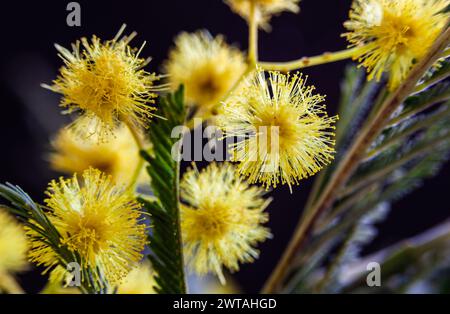 Yellow mimosa flowers captured with macro photography. Golden flowers of acacia delbata. Easter card. Festive spring card with golden mimosa flowers. Stock Photo
