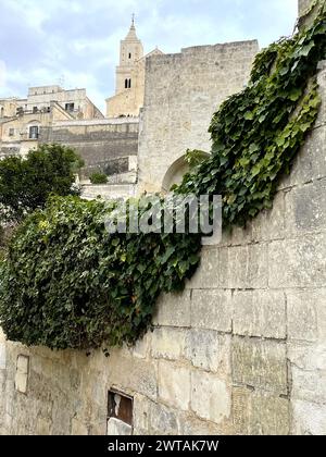 Matera, Italy. Vines growing on an old wall in the ancient Sassi di Matera. Stock Photo
