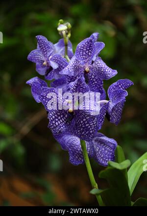 Blue Orchids, Vanda coerulea, Cultivar, Vandeae, Orchidaceae. Stock Photo