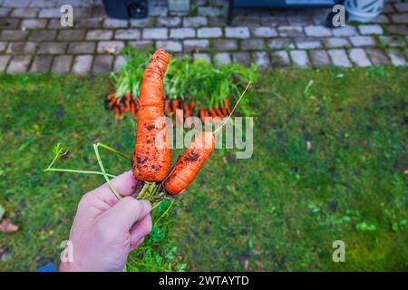Close-up view of a person's hand holding freshly harvested carrots from the garden bed. Stock Photo