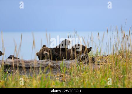 Alaskan coastal brown bear laying on a log behind tall grass in Lake Clark National Park, Alaska Stock Photo