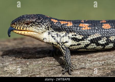 Australian Blotched or Southern Blue-tongue Lizard Stock Photo