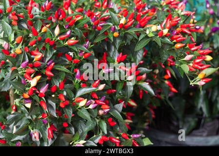 NuMex Twilight Chilli Stock Photo