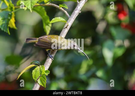 little spiderhunter is a species of long-billed nectar-feeding bird in the family Nectariniidae found in the moist forests of South and Southeast Asia Stock Photo