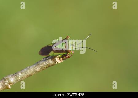 Hawthorn shieldbug (Acanthosoma haemorrhoidale), family Acanthosomatidae. On a twig of an oak after hibernation. Spring, March, Netherlands Stock Photo