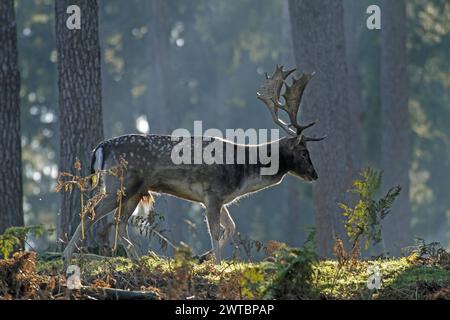Fallow deer (Dama dama), Single stag with distinctive antlers in a forest at dawn, playing light and shadow, Haltern, North Rhine-Westphalia Stock Photo
