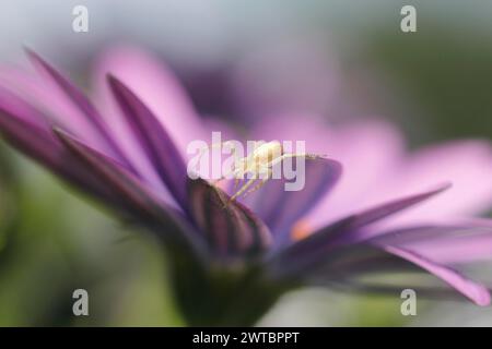 Spider (Araneae), on Polarstern (Osteospermum), North Rhine-Westphalia, Germany Stock Photo