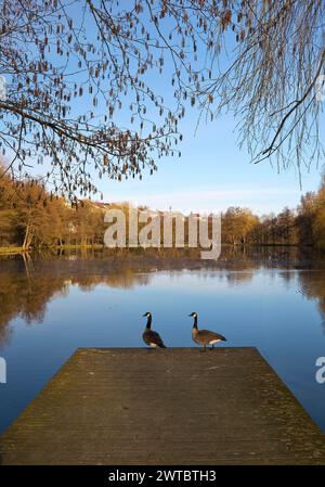 Lake in the spa gardens with Canada geese (Branta canadensis), Bad Wuennenberg, East Westphalia-Lippe, North Rhine-Westphalia, Germany Stock Photo