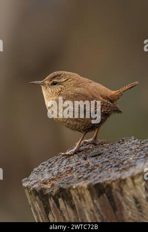 A tiny Wren perched on a wooden surface Stock Photo