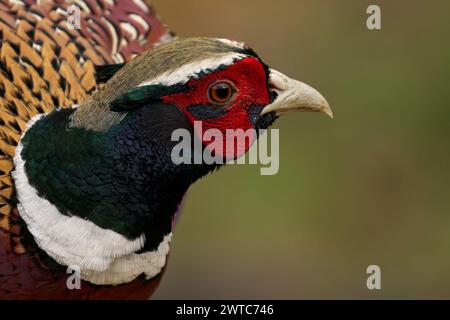 Close-up of a Pheasant with red head and striking yellow eyes Stock Photo