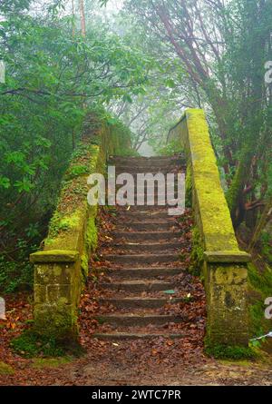 Old moss covered sandstone steps. Stock Photo