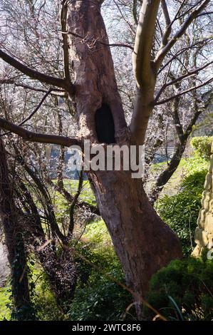 A secret hollow in a tree set in park landscape Stock Photo