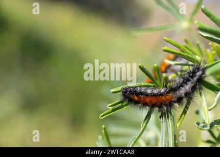 Orange and black hairy caterpillar crawling along a bush branch on a sunny day. Concepts nature, animals, wildlife Stock Photo