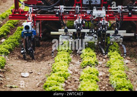 Part of agricultural tool working in lettuce field - Equipment for agriculture Stock Photo