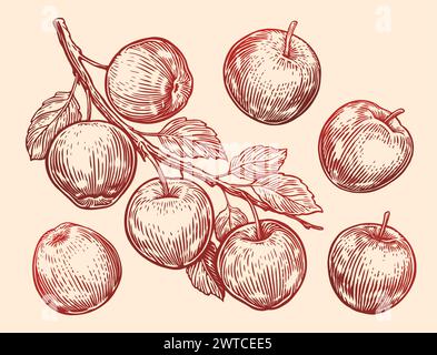 Hand drawn Apples with leaves on branch. Fruit sketch vector illustration. Vintage style engraving Stock Vector