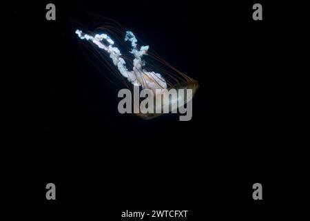 Pacific sea nettle jelly fish drifting through  ocean water. sea nettles are jelly fishes with extraordinairy long,thin,tentacles at the edge of their Stock Photo