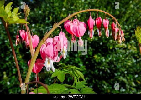 Heart-shaped pink flowers and a white drop-like petal of Lamprocapnos spectabilis (formerly Dicentra spectablilis) bleeding heart plant in spring Stock Photo