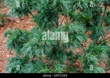 Dwarf evergreen coniferous shrub, unusual needles, Weymouth pine or Eastern White Pine, Pinus strobus 'Tiny Kurls' grows at RHS Wisley Garden, Surrey Stock Photo