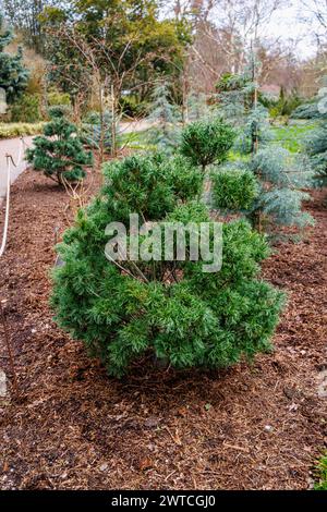 Dwarf evergreen coniferous shrub, unusual needles, Weymouth pine or Eastern White Pine, Pinus strobus 'Tiny Kurls' grows at RHS Wisley Garden, Surrey Stock Photo