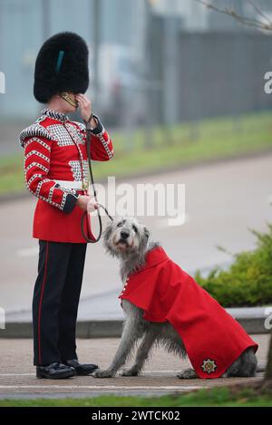 Seamus, the Irish Guards mascot ahead of The Princess of Wales arriving ...