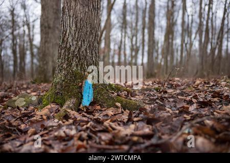 The Woodbourne Forest and Wildlife Preserve just south of Montrose, Pennsylvania, photographed during a cloudy winter day. A painted hiking marker res Stock Photo