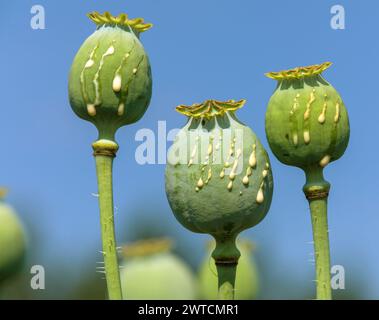 Detail of opium poppy heads, in latin papaver somniferum, immature poppy heads with drops of opium milk latex, three poppy capsule isolated on blue sk Stock Photo