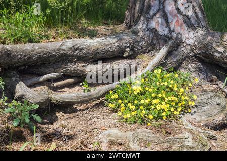 creeping cinquefoil, European cinquefoil or creeping tormentil, in Latin Potentilla reptans and pine root Stock Photo