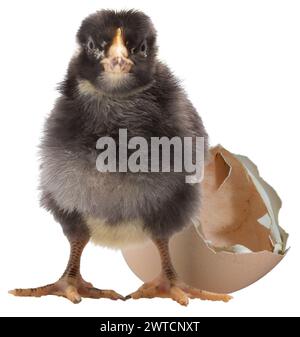 Black and white Dominique chicken chick isolated with a freshly opened eggs behind. Stock Photo