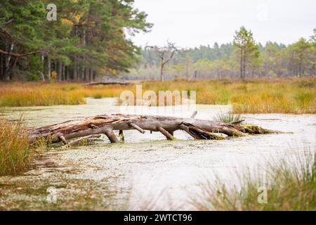 Fallen Dead Tree in Swamp. Autumn landscape. Fallen trunk old tree on the picturesque raised bog. Stock Photo