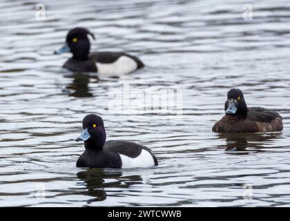 Male and female Tufted Duck (Aythya fuligula) on Linlithgow Loch, West Lothian, Scotland. Stock Photo