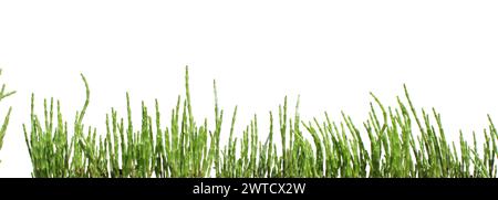 green salicornia europaea plant sticks banner isolated, salt tolerant (queller, zeekraal, marsh samphire, sea bean, samphire greens, sea asparagus Stock Photo