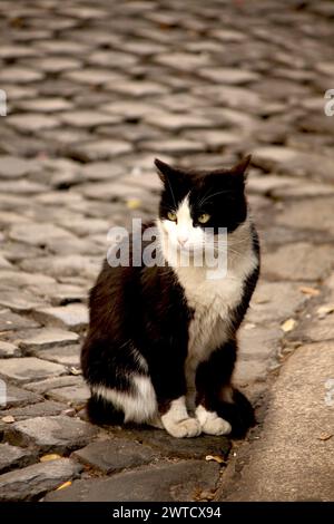 Cute cat sitting on a cobblestone street among walking people Stock ...