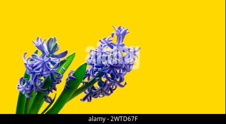 Purple hyacinth flower on a yellow background. Spring background. Front view Stock Photo