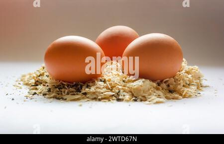 Three eggs lie in sawdust or hay laid by a chicken. Stock Photo