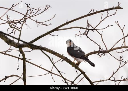 Sparrowhawk (Accipiter nisus) sitting on branch Stock Photo