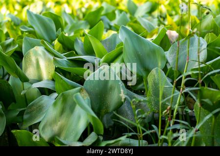 The water-hyacinth green leaf is a floating plant that has clusters of leaves with spongy stalks arising from a base of dark purple feathery roots Stock Photo