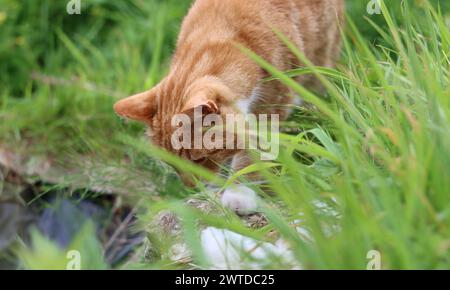 Close up photo of cute ginger cat in a garden. Cats photography outdoor. Green grass background. Stock Photo