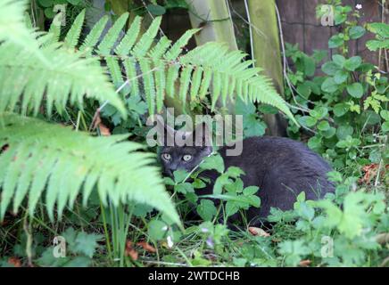 Gray cat hiding in the grass in the garden in the summer. Selective focus. Cat in fern leaves. Stock Photo