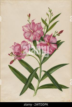This botanical study depicts leaves in detail, illustrating the natural ...