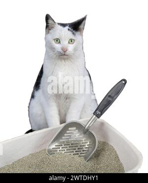 Cat sitting next to cat litter box and scoop, USA Stock Photo