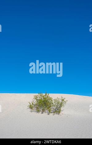 Sand dune, Death Valley, USA Stock Photo