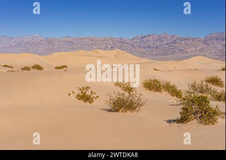 Sand dune, Death Valley, USA Stock Photo