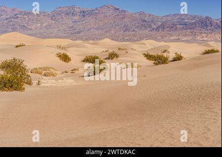 Sand dune, Death Valley, USA Stock Photo