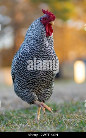 Free ranging Dominique chicken rooster walking toward the camera on a pasture in North Carolina with the sun low enough on the horizon to light the tr Stock Photo