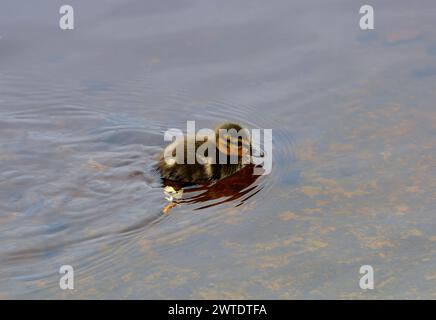 The image of a small fluffy duckling of a wild duck swims in a thicket on the water Stock Photo