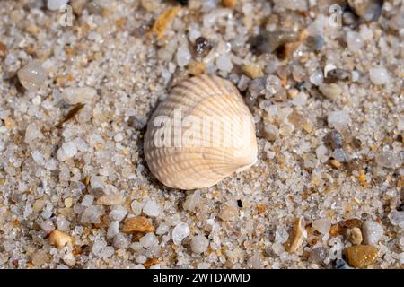 A seashell on sandy shore with approaching wave Stock Photo