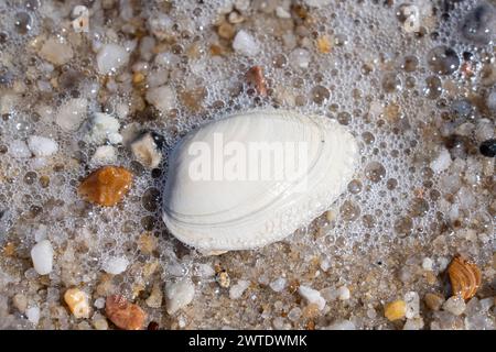 A seashell surrounded by pebbles and rocks on sandy beach Stock Photo
