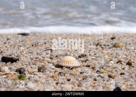 A seashell on sandy shore with approaching wave Stock Photo