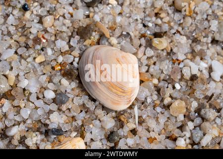 A sea shell on a rock with gravel and leaf Stock Photo