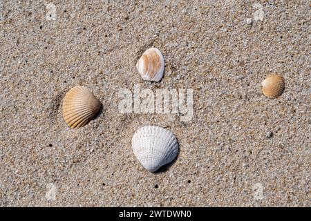 A seashell on sandy shore with approaching wave Stock Photo
